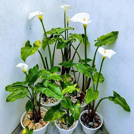 アパート A Casa Na Foz ! West Is The !