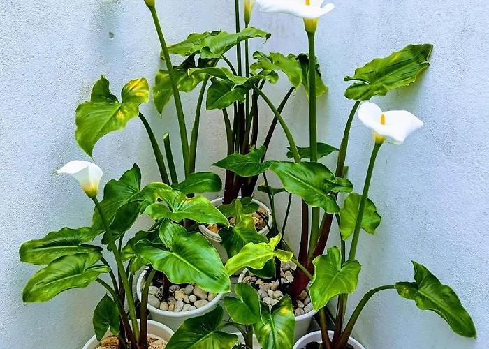 Appartement A Casa Na Foz - West Is The !